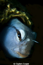 Red Sea Mimic Blenny.
Canon G10 with Ikelite Housing, Ik... by Cigdem Cooper 